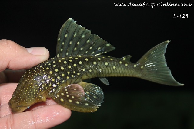 Blue phantom pleco clearance care